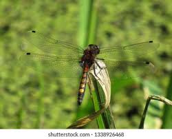 Attēlu rezultāti vaicājumam “Leucorrhinia pectoralis female”