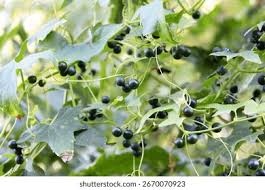 Attēlu rezultāti vaicājumam “Bryonia alba fruit”