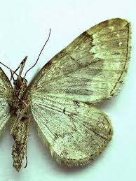 Attēlu rezultāti vaicājumam “Lampropteryx suffumata”