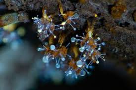 Attēlu rezultāti vaicājumam “Polycephalomyces tomentosus”