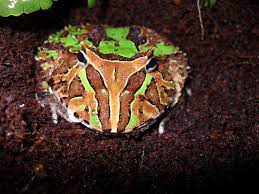 Image result for Ceratophrys ornata