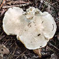 Attēlu rezultāti vaicājumam “Hydnum sp.”