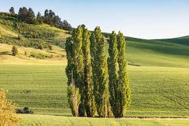 Attēlu rezultāti vaicājumam “Populus nigra Italica”