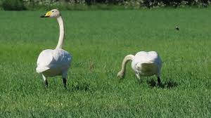 Attēlu rezultāti vaicājumam “Cygnus cygnus juvenile”