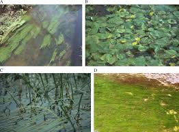 Attēlu rezultāti vaicājumam “Harpanthus flotovianus cells”