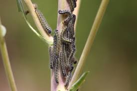 Attēlu rezultāti vaicājumam “Pieris brassicae underside”