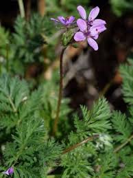 Attēlu rezultāti vaicājumam “Erodium cicutarium”