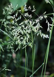 Attēlu rezultāti vaicājumam “Poa palustris”