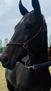 Image result for Cambridge and Newmarket Polo Club