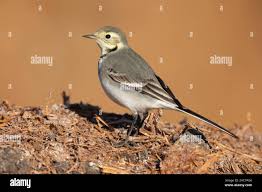 Attēlu rezultāti vaicājumam “Motacilla alba juvenile”