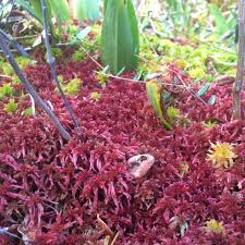 Attēlu rezultāti vaicājumam “Sphagnum rubellum”