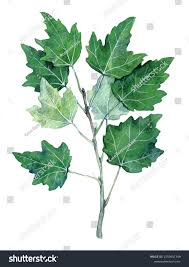 Attēlu rezultāti vaicājumam “Populus alba”