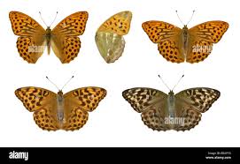 Attēlu rezultāti vaicājumam “Argynnis paphia”