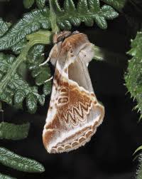 Attēlu rezultāti vaicājumam “Habrosyne pyritoides”