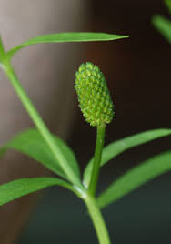 Attēlu rezultāti vaicājumam “Ranunculus sceleratus fruit”