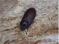 Attēlu rezultāti vaicājumam “Grynocharis oblonga”