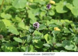 Image result for Menta x piperita