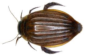 Attēlu rezultāti vaicājumam “Acilius sulcatus female”