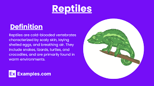 Attēlu rezultāti vaicājumam “Reptilia”