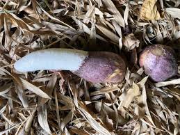 Attēlu rezultāti vaicājumam “Phallus impudicus”