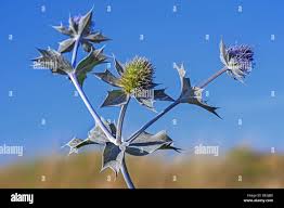 Attēlu rezultāti vaicājumam “Eryngium maritimum”