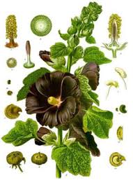 Image result for Alcea (althaea) rosea