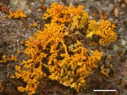 Attēlu rezultāti vaicājumam “Xanthoria candelaria”