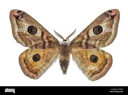 Attēlu rezultāti vaicājumam “Saturniidae”