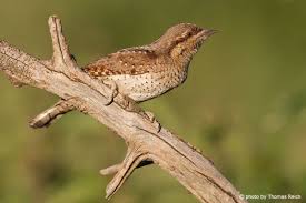 Image result for Jynx torquilla