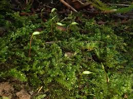 Attēlu rezultāti vaicājumam “Oxyrrhynchium hians var. rigidum”