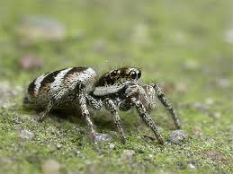 Attēlu rezultāti vaicājumam “Salticus scenicus”