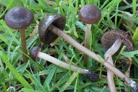 Attēlu rezultāti vaicājumam “Comatricha elegans var. microspora macro”