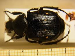 Attēlu rezultāti vaicājumam “Gnorimus variabilis”