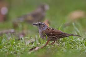 Attēlu rezultāti vaicājumam “Prunella modularis”