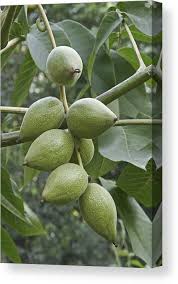 Attēlu rezultāti vaicājumam “Juglans mandshurica”