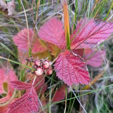 Attēlu rezultāti vaicājumam “Rubus saxatilis fruit”