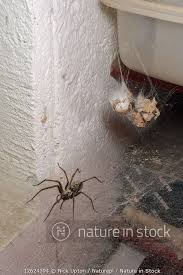 Attēlu rezultāti vaicājumam “Tegenaria sp.”