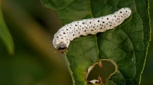 Attēlu rezultāti vaicājumam “Shargacucullia scrophulariae larva”