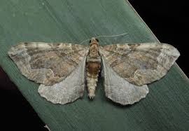 Attēlu rezultāti vaicājumam “Pelurga comitata”