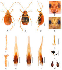 Attēlu rezultāti vaicājumam “Diderma roanense macro”