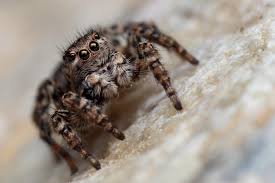 Attēlu rezultāti vaicājumam “Aelurillus v-insignitus”