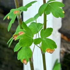 Attēlu rezultāti vaicājumam “Puccinia agrostidis”