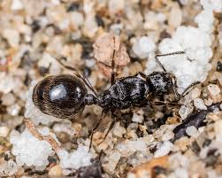 Attēlu rezultāti vaicājumam “Formicidae”