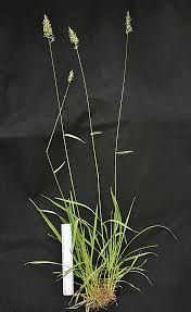 Attēlu rezultāti vaicājumam “Anthoxanthum odoratum”