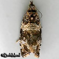 Attēlu rezultāti vaicājumam “Orthotaenia undulana”