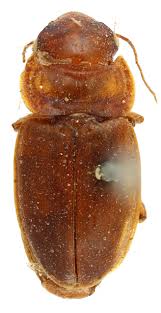 Attēlu rezultāti vaicājumam “Acupalpus flavicollis”