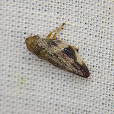 Attēlu rezultāti vaicājumam “Aphrophora alni”