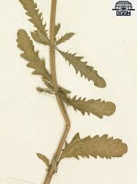 Image result for Dracocephalum moldavicum