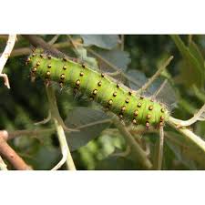 Attēlu rezultāti vaicājumam “Saturnia pavonia cocoon”