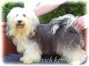 Bichon Havanais,Havanese,Sarplaninac Breeder in Ireland/